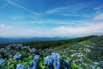 大川原高原のあじさい