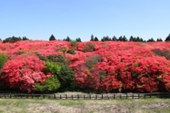 船窪のオンツツジ群落（山川町）