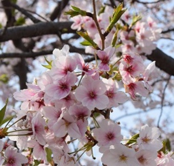 桜